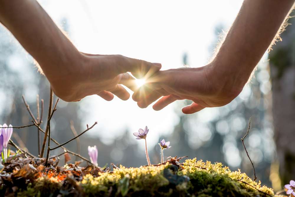 Gros plan de la main nue d'un homme couvrant des petites fleurs au jardin avec la lumière du soleil entre les doigts.