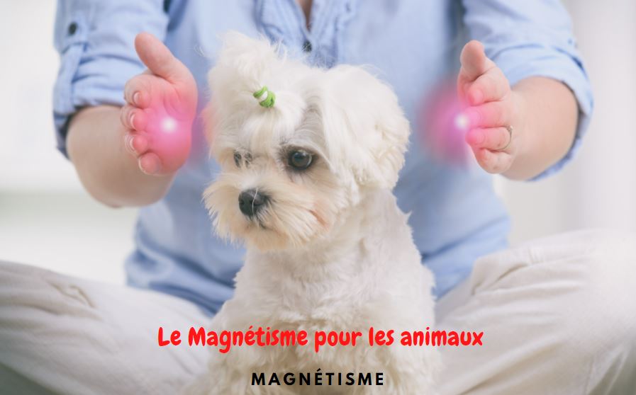 Magnétiser les animaux mains de chaque côté du chien assis